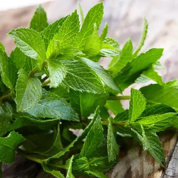 100% Natural Aromatherapy Massage Pure Essential Oil Orange Eucalyptus Peppermint Rosemary Relax Fragrance Aroma Oil Diffuser
100% Natural Aromatherapy Massage Pure Essential Oil Orange Eucalyptus Peppermint Rosemary Relax Fragrance Aroma Oil Diffuser