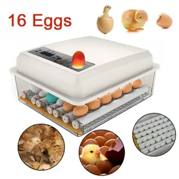 Practical 16 Eggs Large Capacity Mini Incubator For Chicken Poultry Home Use Automatic Turning Eggs Incubator
Practical 16 Eggs Large Capacity Mini Incubator For Chicken Poultry Home Use Automatic Turning Eggs Incubator