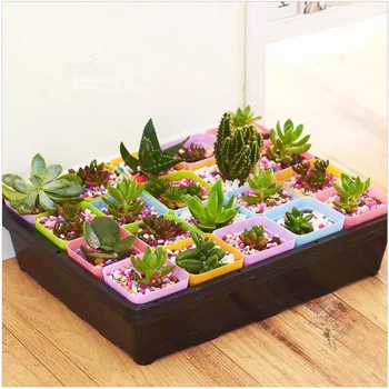 20PCS Seed Sprouter Tray Rectangular Vegetable Bud Pot Seedling Planting Plate Small Square Finishing Box with 1PC Dish+1PC Lid+
20PCS Seed Sprouter Tray Rectangular Vegetable Bud Pot Seedling Planting Plate Small Square Finishing Box with 1PC Dish+1PC Lid+