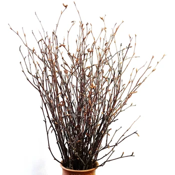 Dongliflower 50 Natural Birch Branch Twigs, Birch Spray Plant Bundle for Centerpieces, Decoration, Floral Arrangements or Crafts
Dongliflower 50 Natural Birch Branch Twigs, Birch Spray Plant Bundle for Centerpieces, Decoration, Floral Arrangements or Crafts