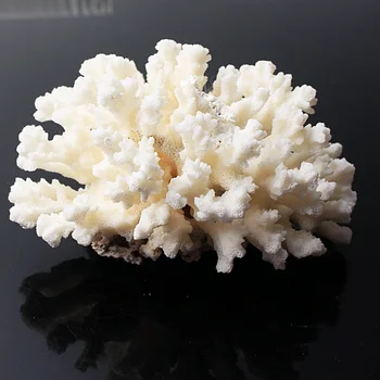 

1PC Natural White Coral Fossil Cluster Crystal Aquarium Landscaping Ornaments Decorationum Reef Specimen Home Decor Gift