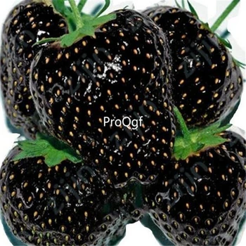 Ngryise 9000Pcs A Set Black Strawberry 
Ngryise 9000Pcs A Set Black Strawberry