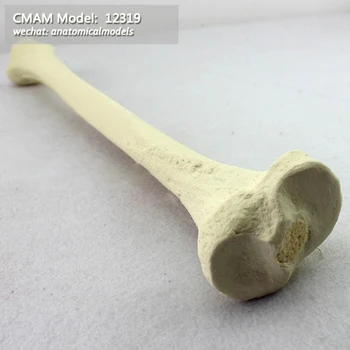 12319/ Optional free shipping CMAM Model, Tibia Bone , Simulated bone, Medical Orthopaedic Operative Training Model
12319/ Optional free shipping CMAM Model, Tibia Bone , Simulated bone, Medical Orthopaedic Operative Training Model