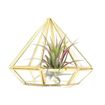Gold Open Glass Geometric Terrarium Diamond Succulent Fern Moss Plant Display Container Balcony Small Planter Indoor Centerpiece
Gold Open Glass Geometric Terrarium Diamond Succulent Fern Moss Plant Display Container Balcony Small Planter Indoor Centerpiece