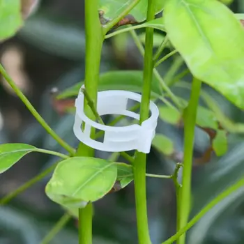 Drop Shipping Tomato Clips White Plants Gadget New 100pcs Practical Useful Fixed Vines Trellis Fashion Supports Accessories
Drop Shipping Tomato Clips White Plants Gadget New 100pcs Practical Useful Fixed Vines Trellis Fashion Supports Accessories