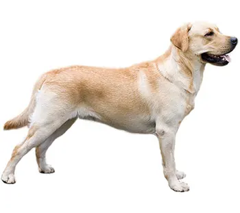 Dinghy Tuzik overalls Labrador Retriever dog warm
Dinghy Tuzik overalls Labrador Retriever dog warm