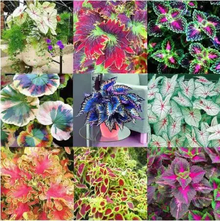120pcs / bag beautiful begonia, rare begonia bonsai flowers begonia flower pots garden plants balcony coleus 
120pcs / bag beautiful begonia, rare begonia bonsai flowers begonia flower pots garden plants balcony coleus