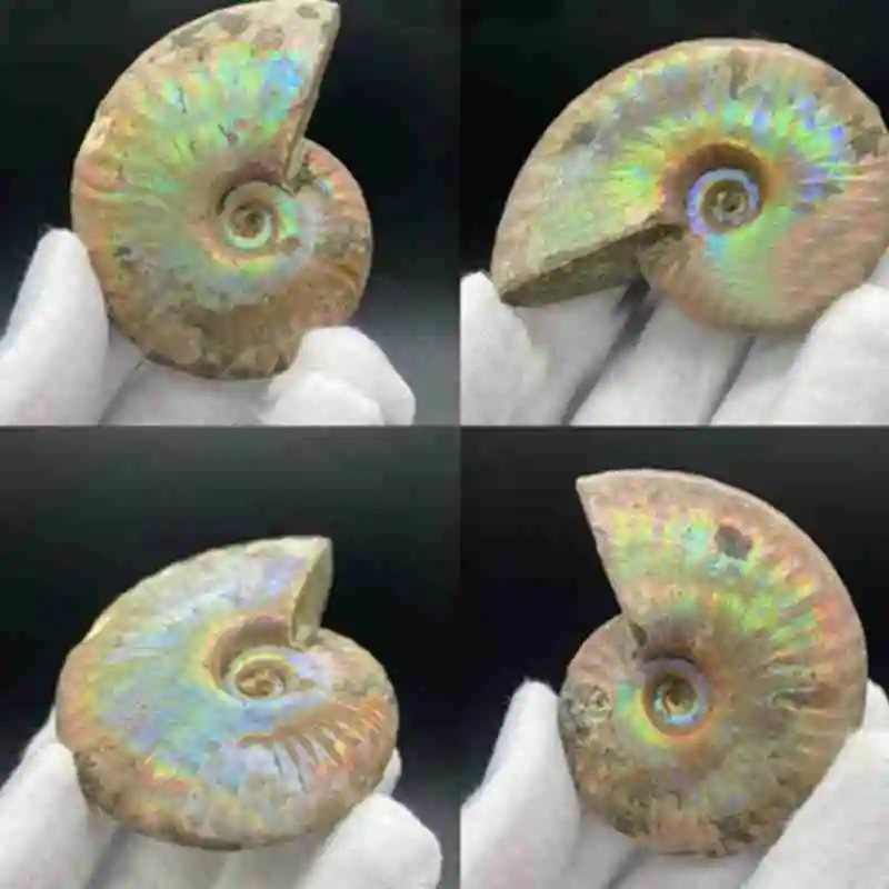 1pc Natural Ccolor Light Conch Fossil Home Decoration Aquarium Landscaping Ornament Shells 3 Sizes Lucky Snail Shell Decorations | Дом и сад