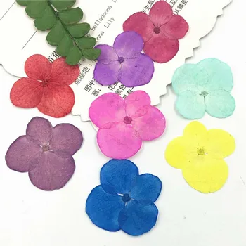 Art Paper Ornament Real Pressed Flowers 1.5-2CM Hydrangea For Birthday Card Material 120Pcs
Art Paper Ornament Real Pressed Flowers 1.5-2CM Hydrangea For Birthday Card Material 120Pcs