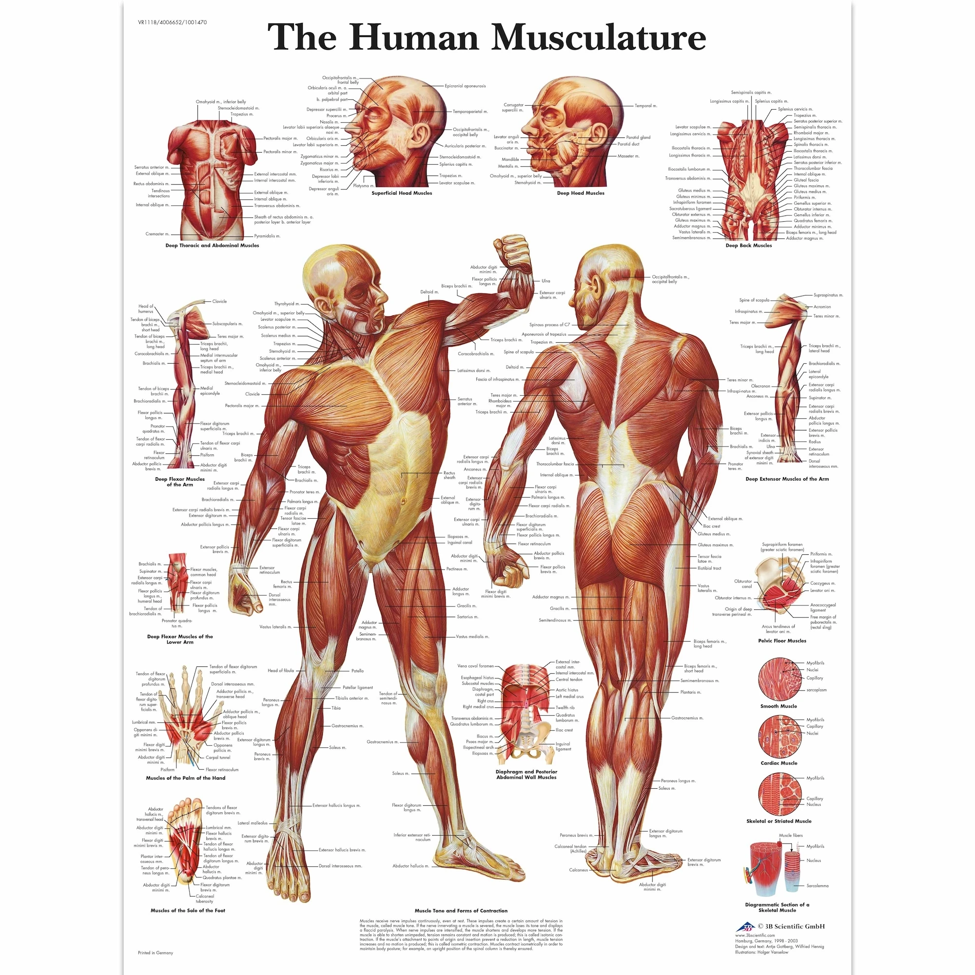 Анатомическая патология анатомический постер мышечная и фитнес классические