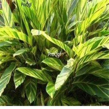 Ngryise 100Pcs A Set Alpinia zerumbet
Ngryise 100Pcs A Set Alpinia zerumbet