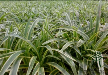 Liriope Spicata Monkey-Grass Creeping Lilyturf Jinbian-Mai-Dong
Liriope Spicata Monkey-Grass Creeping Lilyturf Jinbian-Mai-Dong
