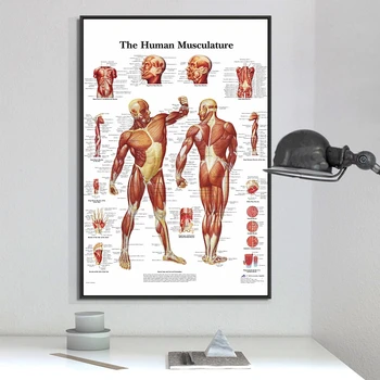 Human Anatomy Muscles System Art Poster Print Body Map Canvas Wall Pictures for Science Medicine Bedroom Decor
Human Anatomy Muscles System Art Poster Print Body Map Canvas Wall Pictures for Science Medicine Bedroom Decor