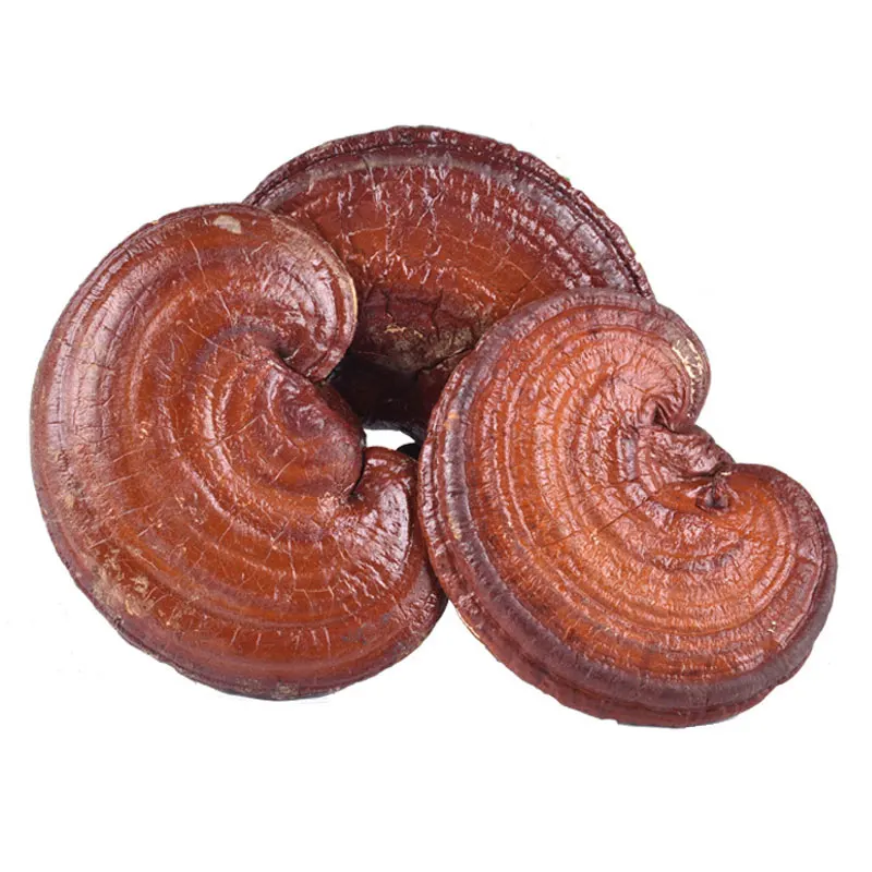 Red Ganoderma Whole Ganoderma Pure Natural Wild Ganoderma Organic Ganoderma Health Products Improve Immunity
Red Ganoderma Whole Ganoderma Pure Natural Wild Ganoderma Organic Ganoderma Health Products Improve Immunity