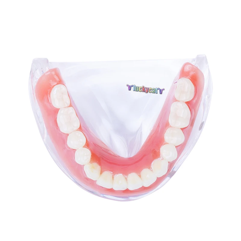 Dental Overdenture Teeth Model Removable Interior Mandibular Lower Teeth Model Mandibular with Implant for Tooth Teaching Study
Dental Overdenture Teeth Model Removable Interior Mandibular Lower Teeth Model Mandibular with Implant for Tooth Teaching Study