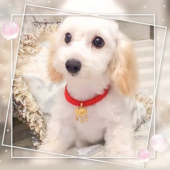 5PC Pet Longevity Lock Collar Bell Hanging Pet-product Decoration Necklace Cat Dog Golden Neck Ring Fortune Lock Pet Accessories
5PC Pet Longevity Lock Collar Bell Hanging Pet-product Decoration Necklace Cat Dog Golden Neck Ring Fortune Lock Pet Accessories