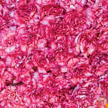 Laeacco Wedding Backgrounds For Photography Pink Red Blossom Flower Rose Birthday Bridal Party Portrait Photo Backdrop Photocall
Laeacco Wedding Backgrounds For Photography Pink Red Blossom Flower Rose Birthday Bridal Party Portrait Photo Backdrop Photocall
