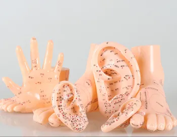 26/50cm Human Acupuncture acupoint Model,Hand Foot Ear Acupoint Points Chinese Medical Teaching Massage Models English Version
26/50cm Human Acupuncture acupoint Model,Hand Foot Ear Acupoint Points Chinese Medical Teaching Massage Models English Version