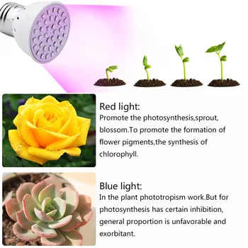 Plant Grow LED Lamp Red Blue Light Full Spectrum Bulbs 220V E27/E14/GU10/MR16 SMD2835 36/54/72LED 3W 4W 5W for Indoor Greenhouse
Plant Grow LED Lamp Red Blue Light Full Spectrum Bulbs 220V E27/E14/GU10/MR16 SMD2835 36/54/72LED 3W 4W 5W for Indoor Greenhouse