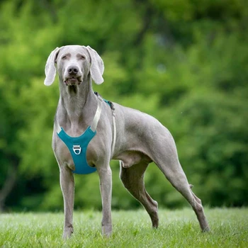 Adjustable Breathable Dog Harness Reflective Collar Safety Strap Belt Mesh Vest for Small Medium Pet Puppy Cat
Adjustable Breathable Dog Harness Reflective Collar Safety Strap Belt Mesh Vest for Small Medium Pet Puppy Cat