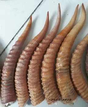 Wild goat horn handle horn carving raw material knife DIY handlebar piece zhenzhai exorcism traditional Chinese Medicine
Wild goat horn handle horn carving raw material knife DIY handlebar piece zhenzhai exorcism traditional Chinese Medicine