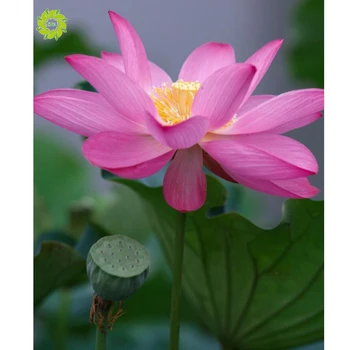 SNA Diamond Embroidery Flowers Diamond Painting Cross Stitch Kits Lotus Full Square Resin Diamond Mosaic Home Decoration
SNA Diamond Embroidery Flowers Diamond Painting Cross Stitch Kits Lotus Full Square Resin Diamond Mosaic Home Decoration