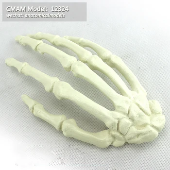 12324/ Optional free shipping CMAM Model, Simulated bone, hand, Medical Orthopaedic Operative Training Model 
12324/ Optional free shipping CMAM Model, Simulated bone, hand, Medical Orthopaedic Operative Training Model