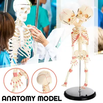 40cm Human Double Head Baby Anatomy Skull Skeleton Anatomical Brain Anatomy Model Medical Science Education Supplies
40cm Human Double Head Baby Anatomy Skull Skeleton Anatomical Brain Anatomy Model Medical Science Education Supplies