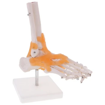 Lifesize Foot Joint Model with Ligaments Human Foot Ankle Bone Joint Anatomy Art Model Learning Educational Resources
Lifesize Foot Joint Model with Ligaments Human Foot Ankle Bone Joint Anatomy Art Model Learning Educational Resources