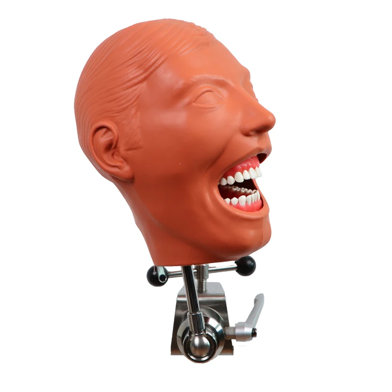 Phantom Head Model for Dentist Education Bench Mounted Dental Study Head Model Teeth Model Using in School or Dental Lab Study
Phantom Head Model for Dentist Education Bench Mounted Dental Study Head Model Teeth Model Using in School or Dental Lab Study