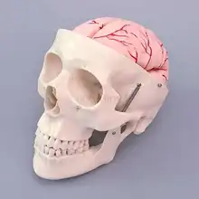Skull Model Skull Structure Band Cerebral Artery Model Skeleton Structure Making Teaching Skull Teaching Model Medicine
Skull Model Skull Structure Band Cerebral Artery Model Skeleton Structure Making Teaching Skull Teaching Model Medicine