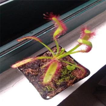 Ngryise 2Pcs A Set Drosera
Ngryise 2Pcs A Set Drosera