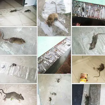 Mice Glue Trap Transparent Mouse Mice Trap Rat Mouse Trampa Pest Mousetrap Mouse Glue Rat Traps Sticky Mice Trap Rat Family
Mice Glue Trap Transparent Mouse Mice Trap Rat Mouse Trampa Pest Mousetrap Mouse Glue Rat Traps Sticky Mice Trap Rat Family