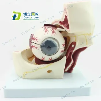 Plastic Educational Toy 3 Times Enlarged Human Eye Ball Anatomy Model with Orbital Cavity for Ophthalmology Teaching Tools
Plastic Educational Toy 3 Times Enlarged Human Eye Ball Anatomy Model with Orbital Cavity for Ophthalmology Teaching Tools