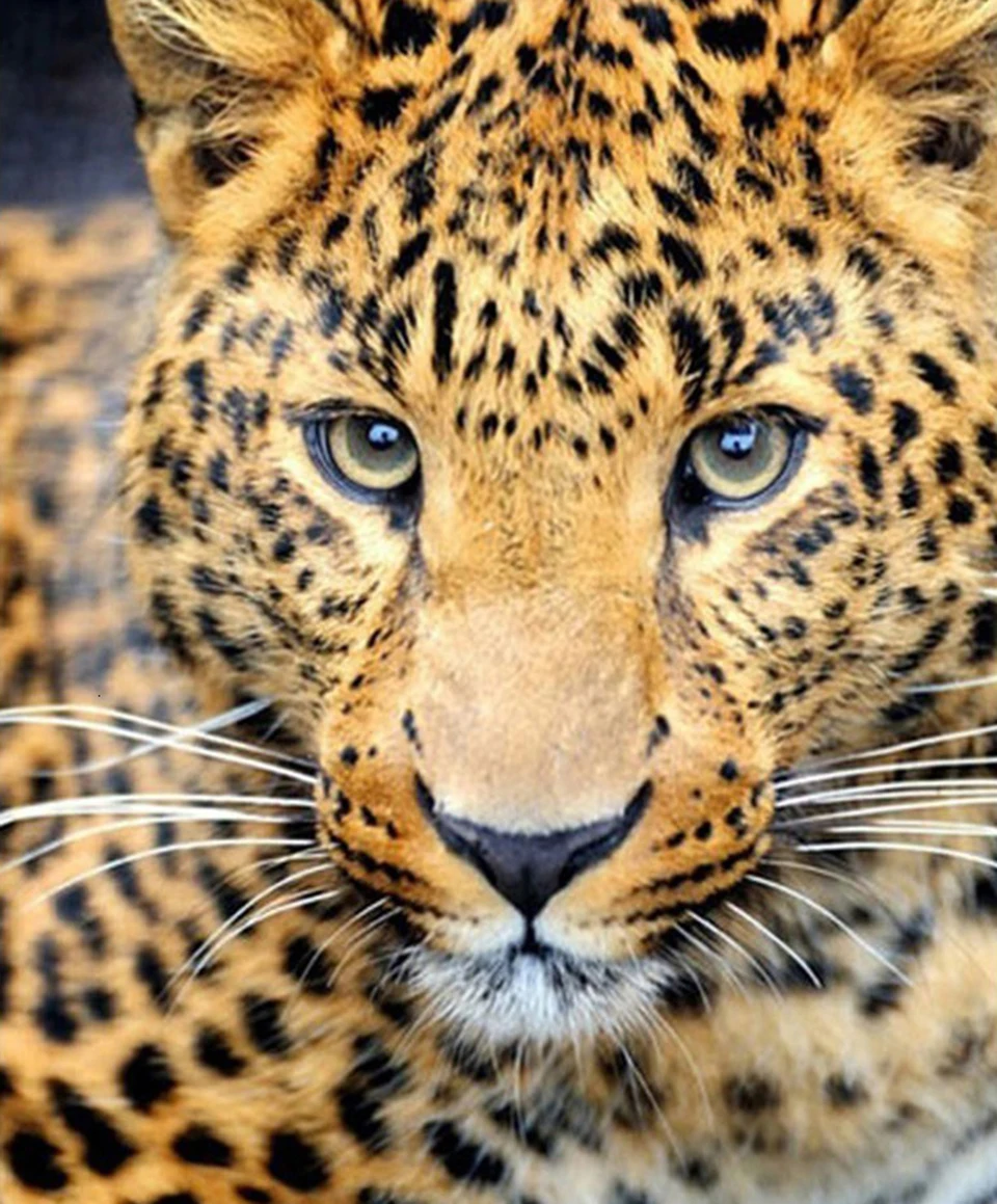 5D DIY Diamond Painting Full Square Drill Embroidery Leopard Animal Diamond Embroidery Handcraft Kit Decoration For Home
5D DIY Diamond Painting Full Square Drill Embroidery Leopard Animal Diamond Embroidery Handcraft Kit Decoration For Home