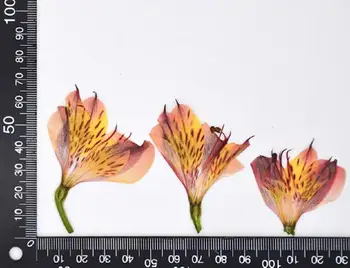 30pcs Pressed Dried Alstroemeria aurea Graham Flower Plant Herbarium For Jewelry Postcard Bookmark Invatation Card DIY Making
30pcs Pressed Dried Alstroemeria aurea Graham Flower Plant Herbarium For Jewelry Postcard Bookmark Invatation Card DIY Making