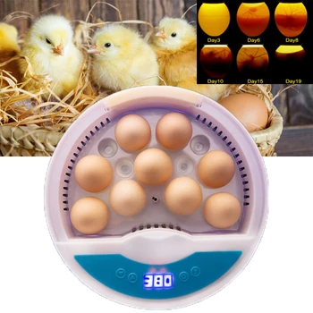 9 Eggs Incubator Poultry Tool Automatic Digital Brooder Chicken Hatchery Machine Duck Egg Breeder Heating Temperature
9 Eggs Incubator Poultry Tool Automatic Digital Brooder Chicken Hatchery Machine Duck Egg Breeder Heating Temperature