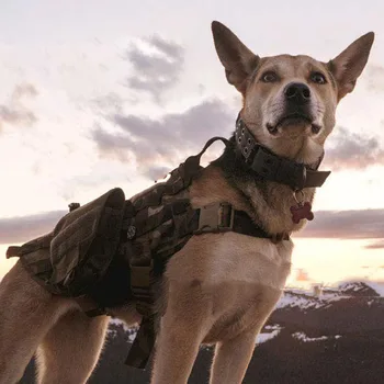 Pet Supplies Tactical Nylon Adjustable Military Dog Collars with Control Handle Training Pet Dog Collar for Medium Large Dogs
Pet Supplies Tactical Nylon Adjustable Military Dog Collars with Control Handle Training Pet Dog Collar for Medium Large Dogs