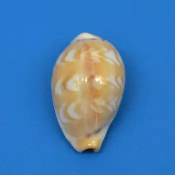 rare specimen Natural Conch Sea Shells Seashells For Home Decorations,Fish Tank And Shell Collector
rare specimen Natural Conch Sea Shells Seashells For Home Decorations,Fish Tank And Shell Collector