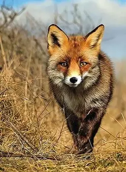 Lot Style Choose Animal Wild Fox Art Print Silk Poster for Your Home Wall Decor 24x36inch
Lot Style Choose Animal Wild Fox Art Print Silk Poster for Your Home Wall Decor 24x36inch