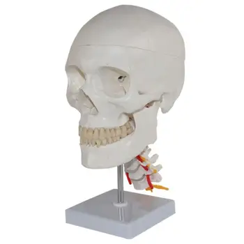 Skeletal Model Simulation Skull Model Medical Teaching Equipment Tools Science Laboratory Supplies Experimental Teaching Aids
Skeletal Model Simulation Skull Model Medical Teaching Equipment Tools Science Laboratory Supplies Experimental Teaching Aids