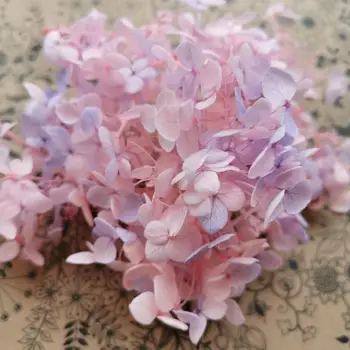 3g/lot,Grade A Eternal Anna Hydrangea,Natural Gradient color rose flower for Wedding party home Decoration,Gift box filler Decor
3g/lot,Grade A Eternal Anna Hydrangea,Natural Gradient color rose flower for Wedding party home Decoration,Gift box filler Decor