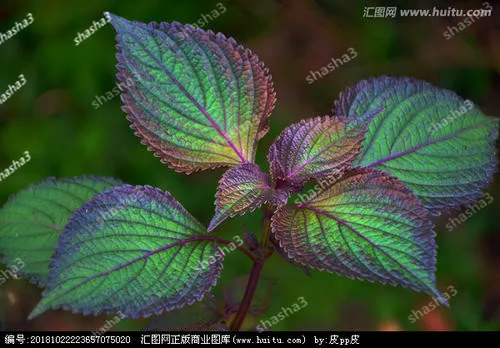 Time –Limited ! Chinese special perilla bonsai. Kitchen seasoning bonsai. Fragment and good-taste.DIY home garden
Time –Limited ! Chinese special perilla bonsai. Kitchen seasoning bonsai. Fragment and good-taste.DIY home garden