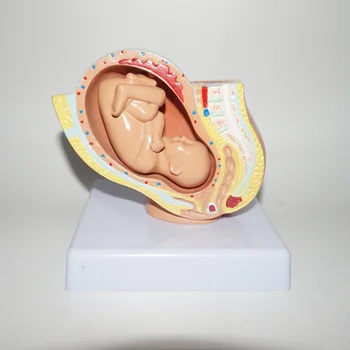 Mini Anatomical Female Pelvis Model with Uterus in the Ninth Month Pregnancy Fetus Model
Mini Anatomical Female Pelvis Model with Uterus in the Ninth Month Pregnancy Fetus Model