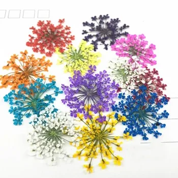 Lace Flower 2-2.5CM Epoxy Pressed Flower Plant Specimens For DIY Cell Phone Case 120Pcs
Lace Flower 2-2.5CM Epoxy Pressed Flower Plant Specimens For DIY Cell Phone Case 120Pcs