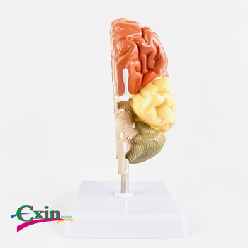Brain structure model brain function regional color division model medical teaching
Brain structure model brain function regional color division model medical teaching
