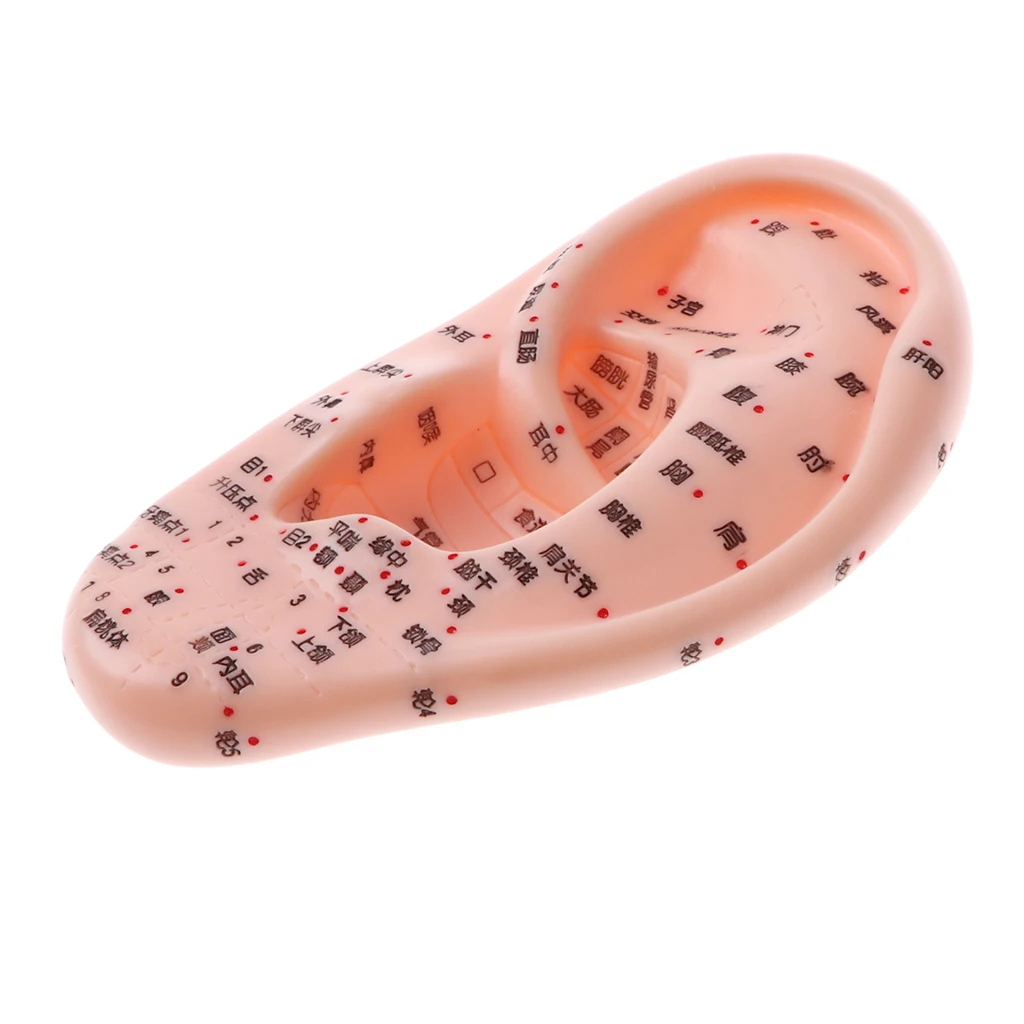 13cm Human Acupuncture Ear Model Reflexology Acupoint Medical Study Kit Teaching Props