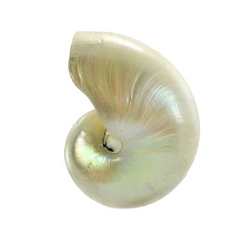 

Pearled Beauty Nautilus Pompilius Natural Conch Shell Chambered Parrots Seashell