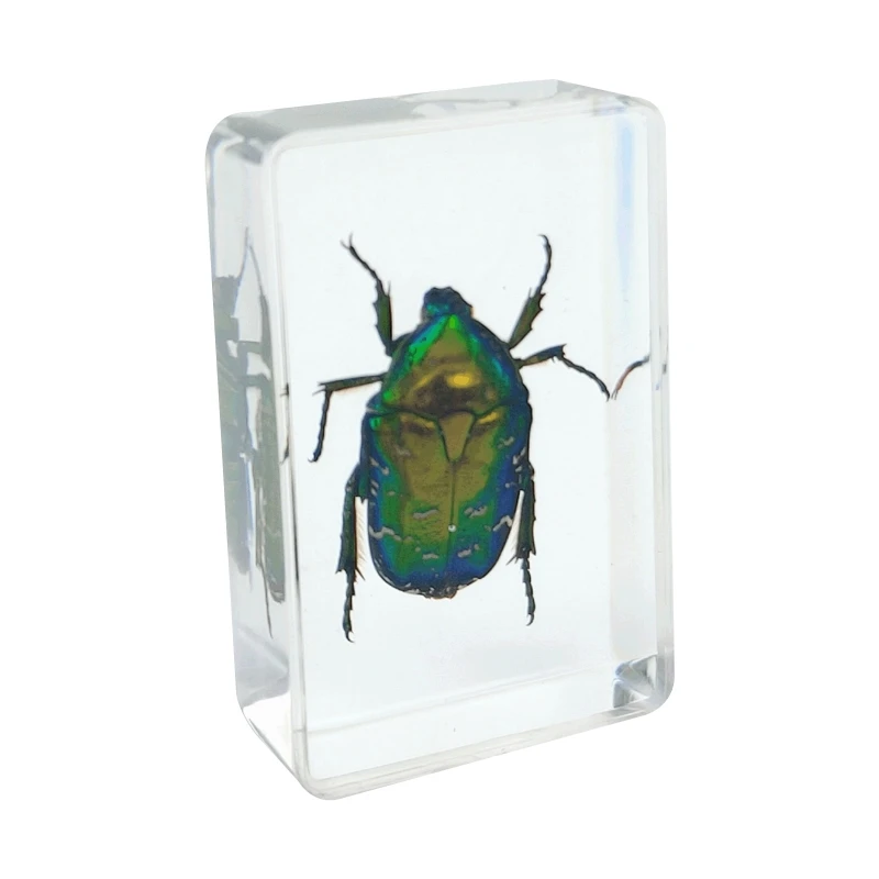 

Real Insect Specimen School Educational Teaching Aids