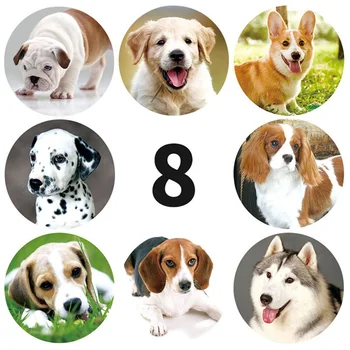 8 designs Cute Husky Corgi Pet Dog Decorative Stickers Scrapbooking As Reward Sticker Stationery Teacher for Kids
8 designs Cute Husky Corgi Pet Dog Decorative Stickers Scrapbooking As Reward Sticker Stationery Teacher for Kids